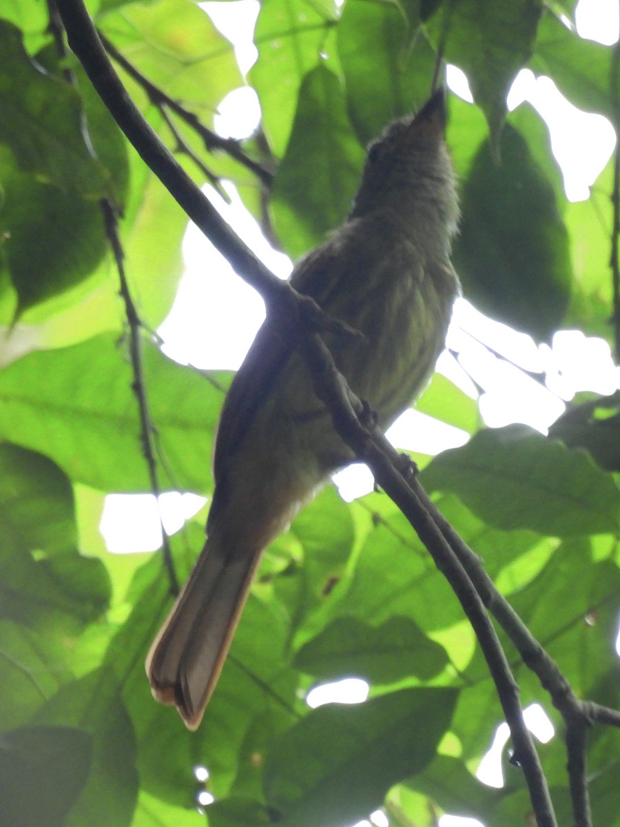 Rufous-tailed Flatbill - ML625339435