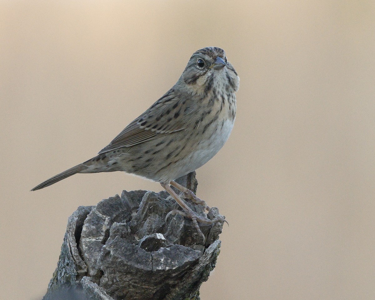 Lincoln's Sparrow - ML625339491