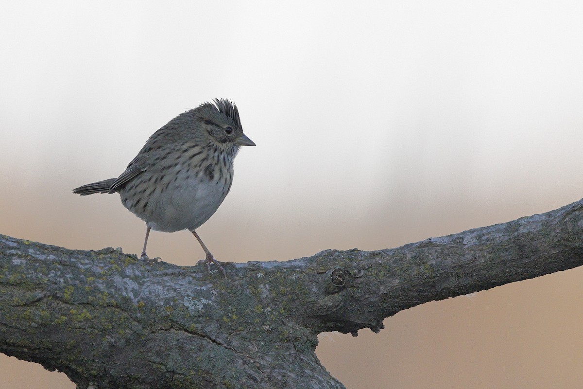 Lincoln's Sparrow - ML625339492