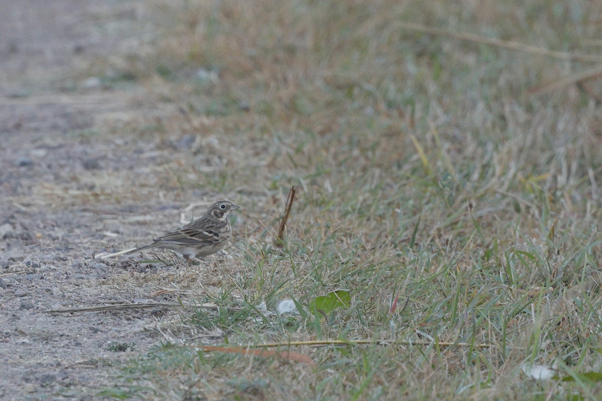 Vesper Sparrow - ML625339514