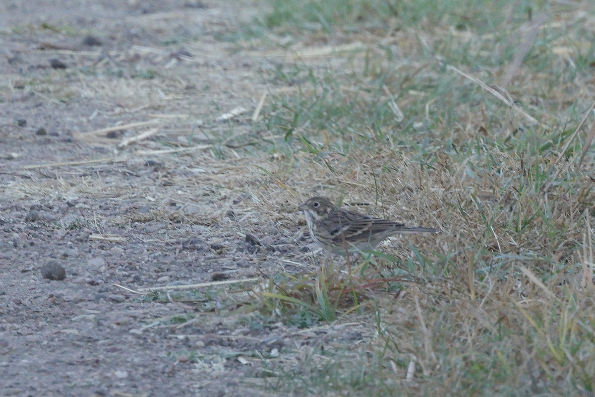 Vesper Sparrow - ML625339515