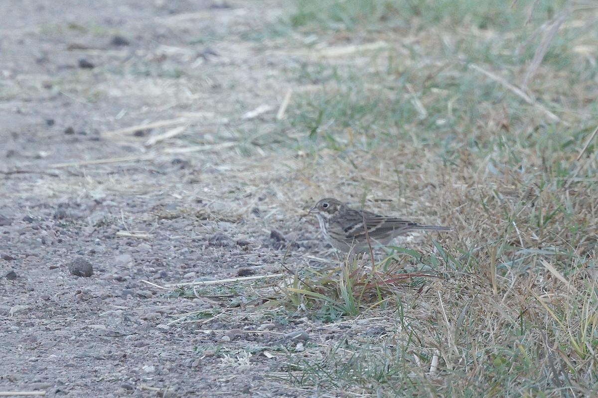 Vesper Sparrow - ML625339516
