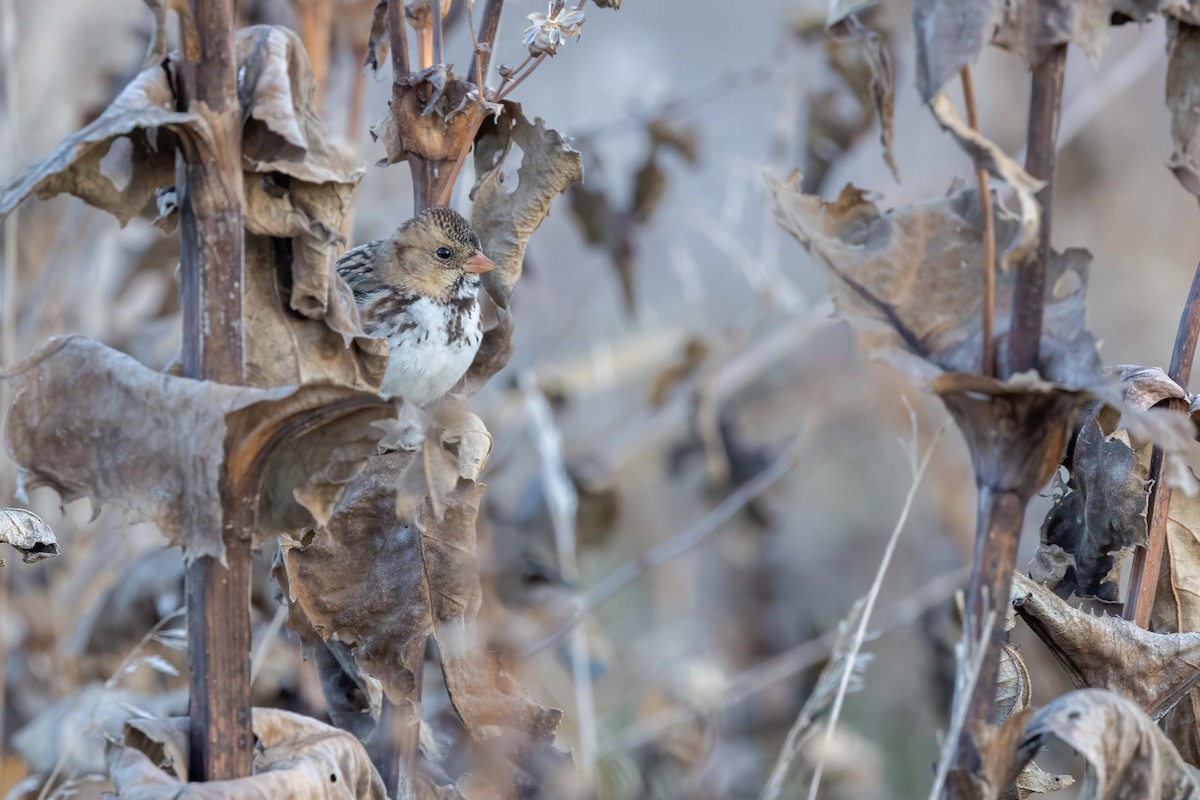 Harris's Sparrow - ML625339530
