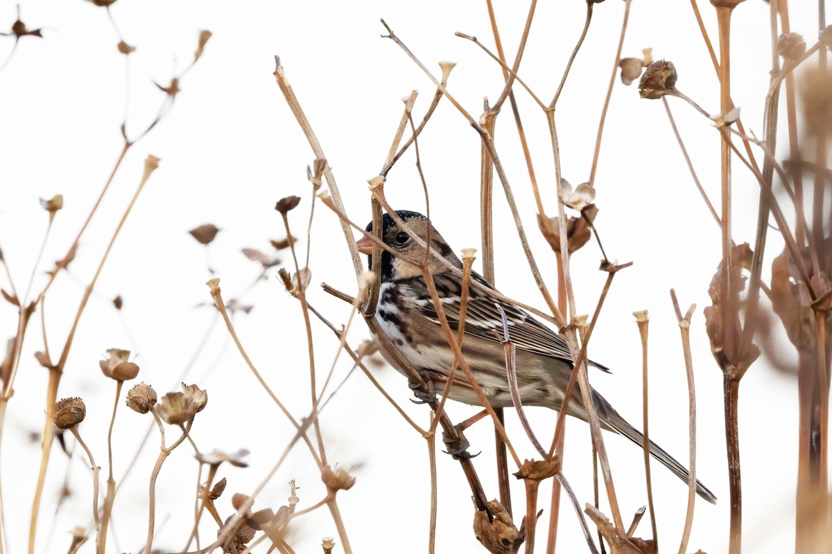 Harris's Sparrow - ML625339531