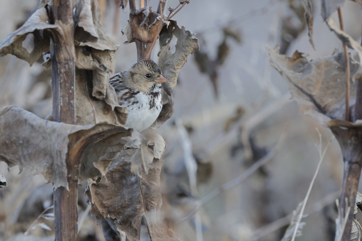 Harris's Sparrow - ML625339533