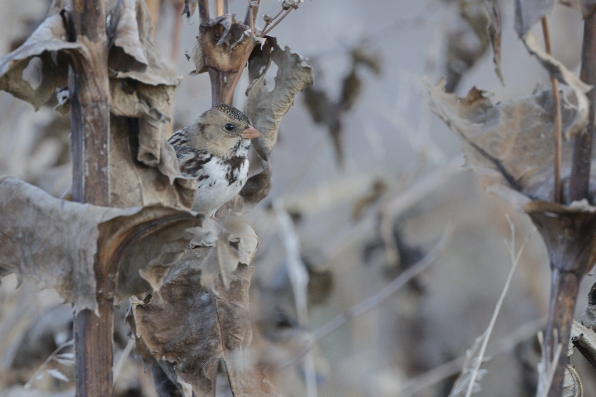 Harris's Sparrow - ML625339535