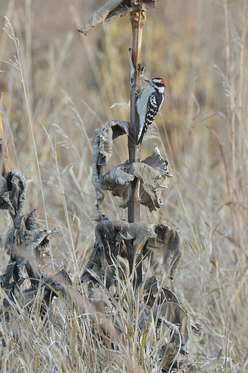 Downy Woodpecker - ML625339545