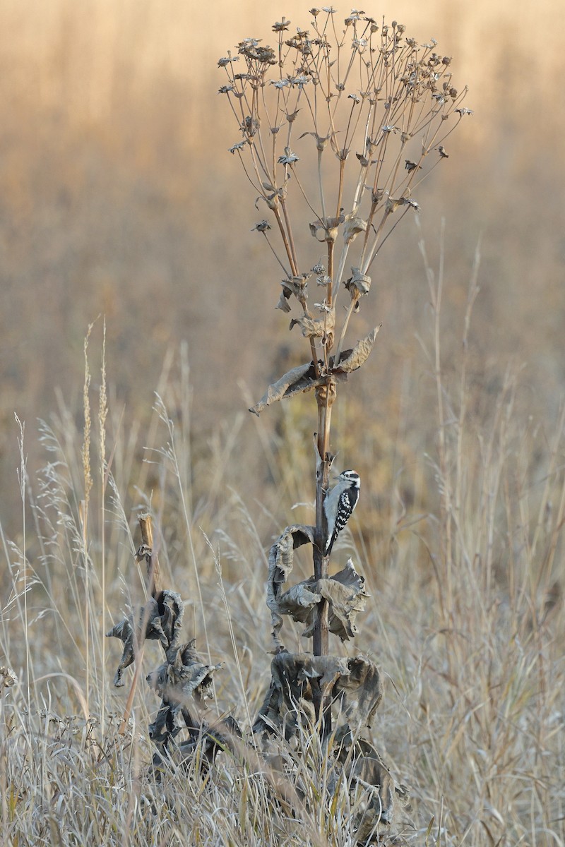 Downy Woodpecker - ML625339547