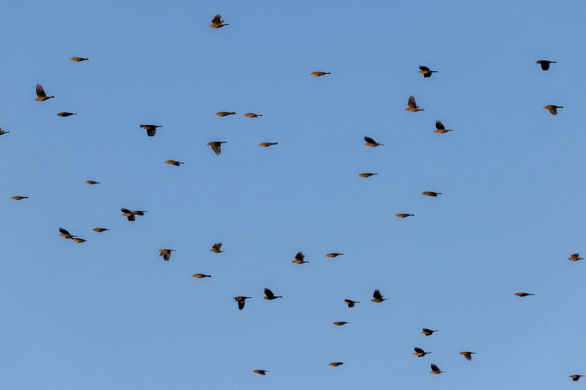 Red-winged Blackbird - ML625339573