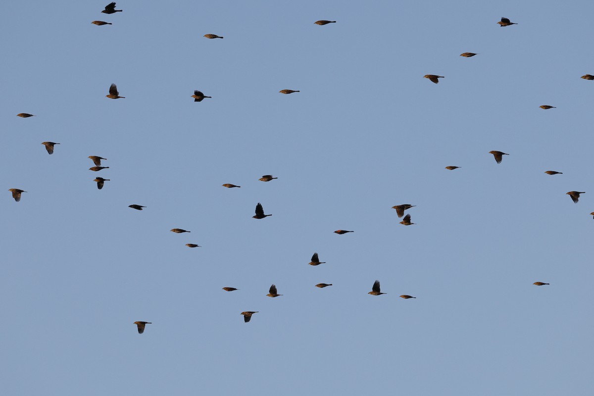 Red-winged Blackbird - ML625339574