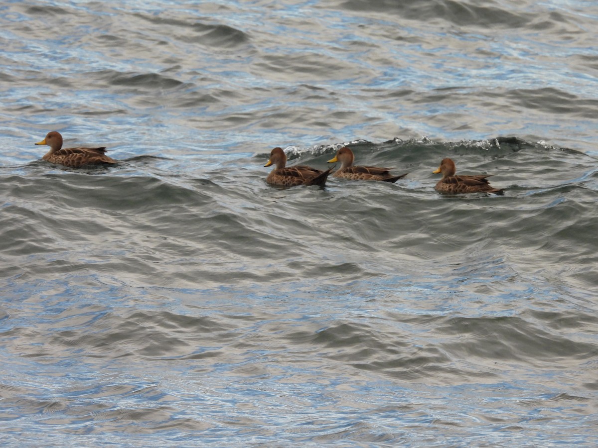 Yellow-billed Pintail - ML625339645