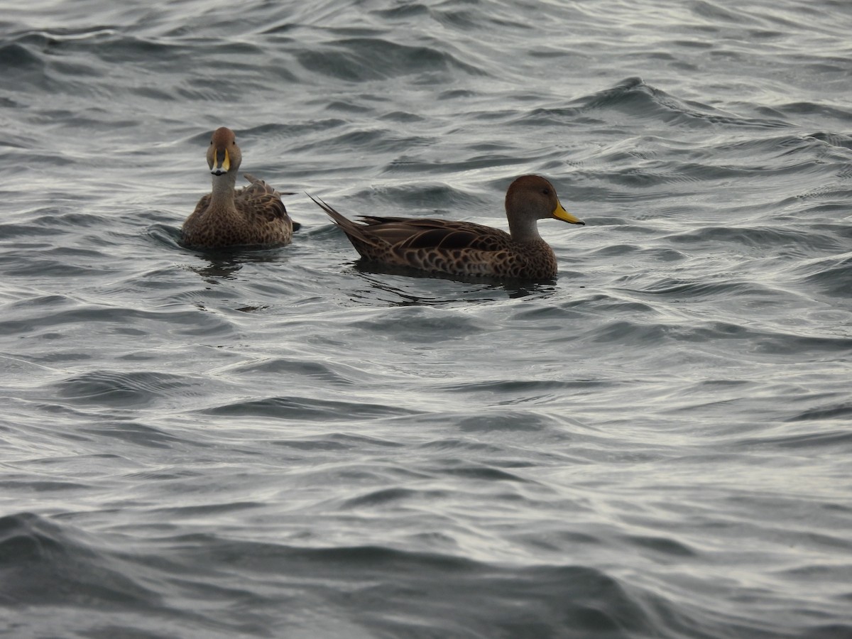 Yellow-billed Pintail - ML625339646