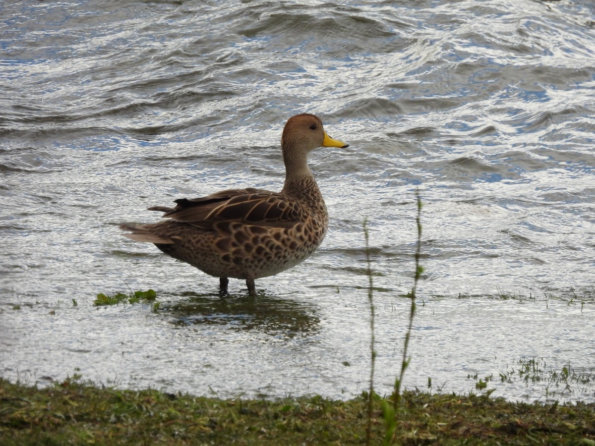 Yellow-billed Pintail - ML625339647