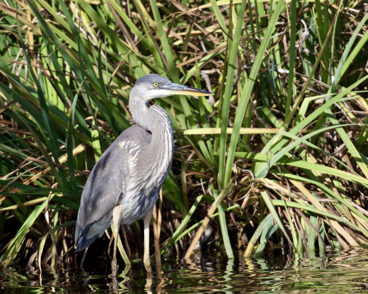 Great Blue Heron - ML625339680