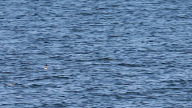 Great Shearwater - ML625339686