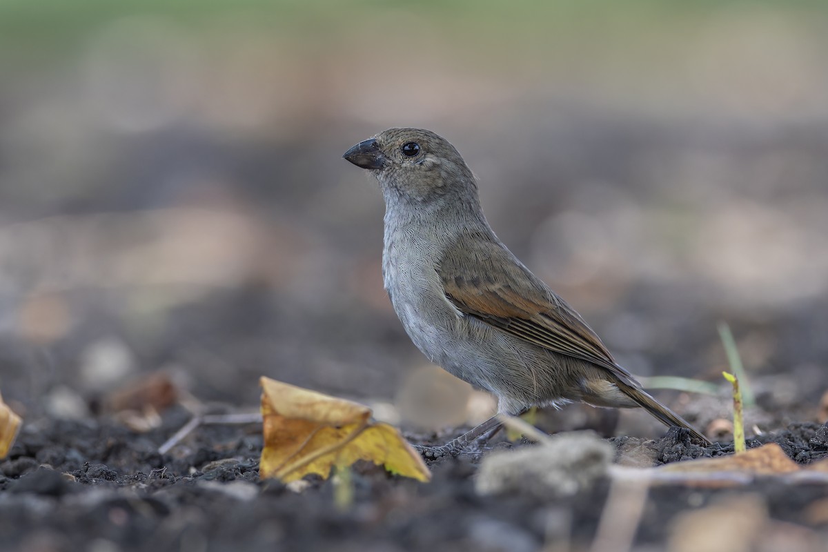 Barbados Bullfinch - ML625339687