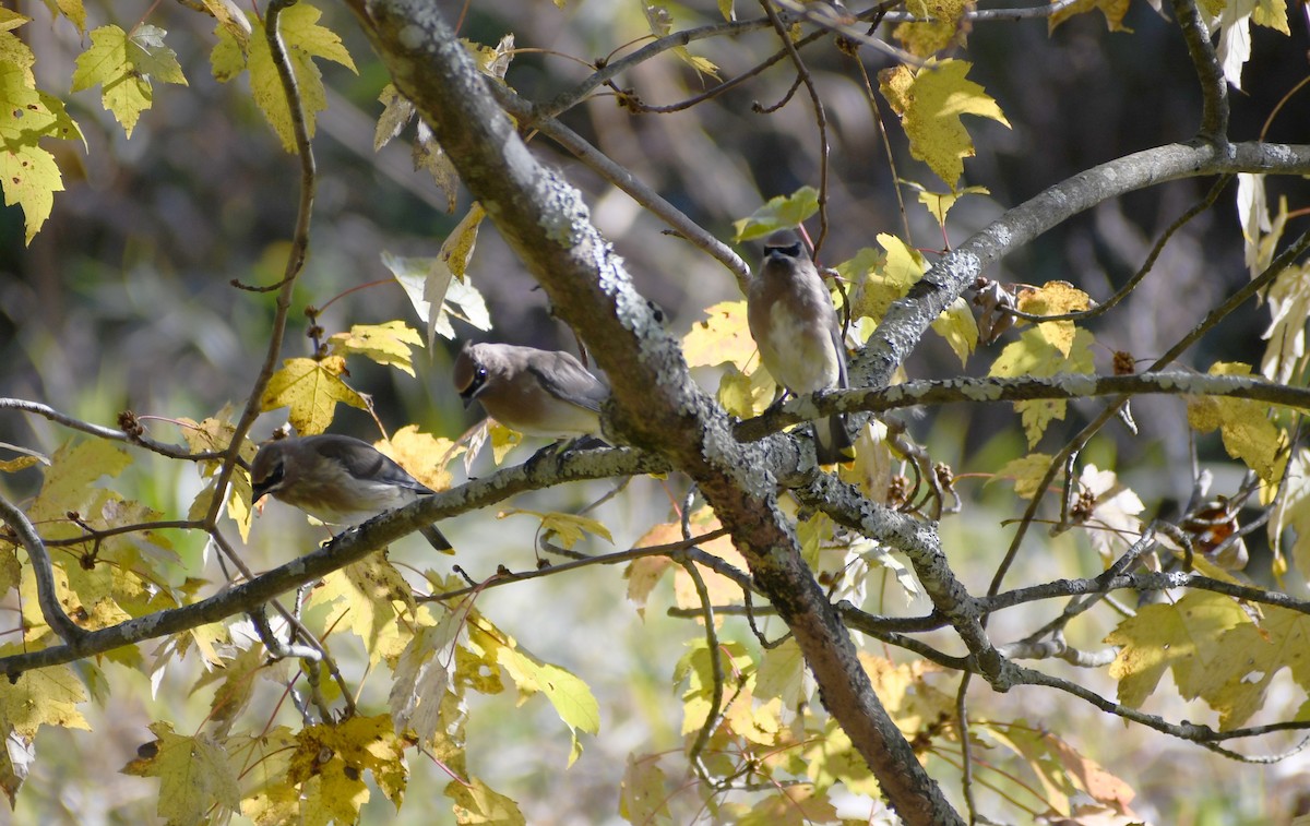 Cedar Waxwing - ML625339692