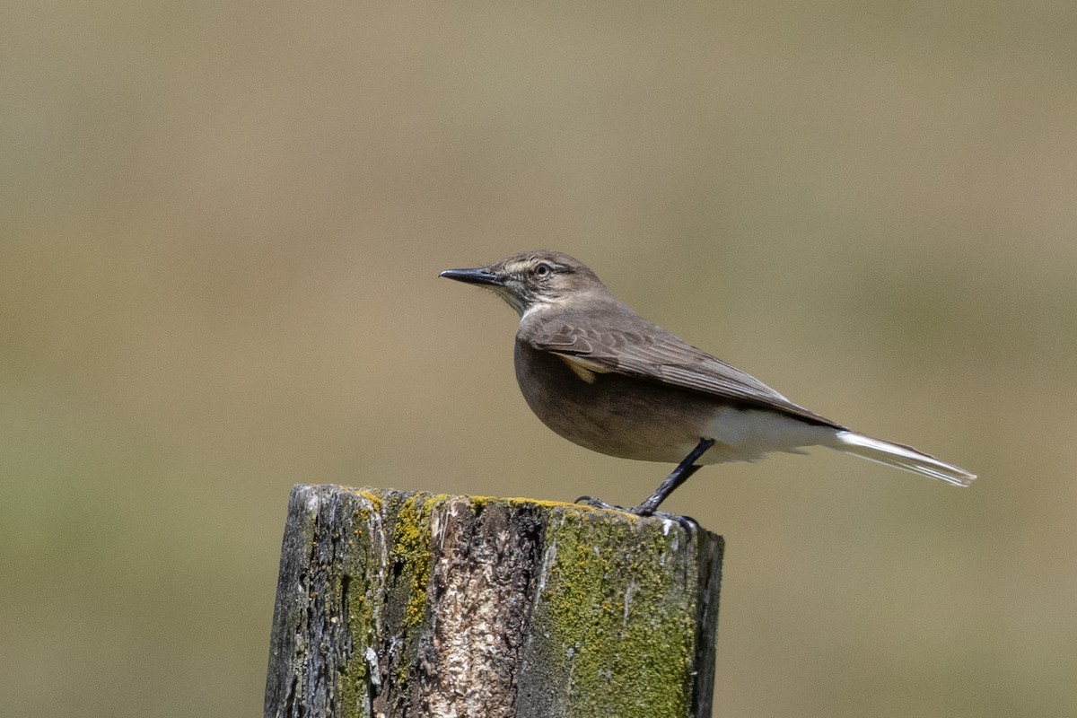 Black-billed Shrike-Tyrant - ML625339703