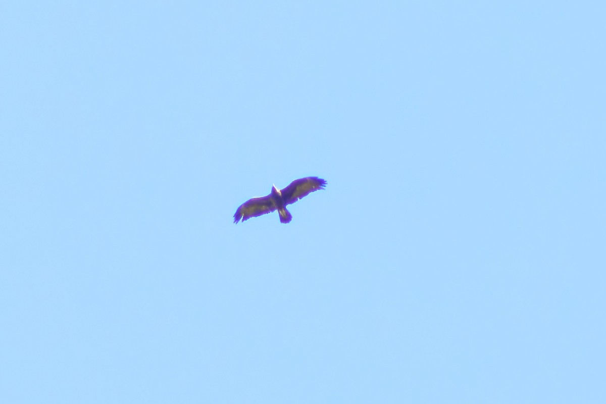 Águila Real - ML625339793