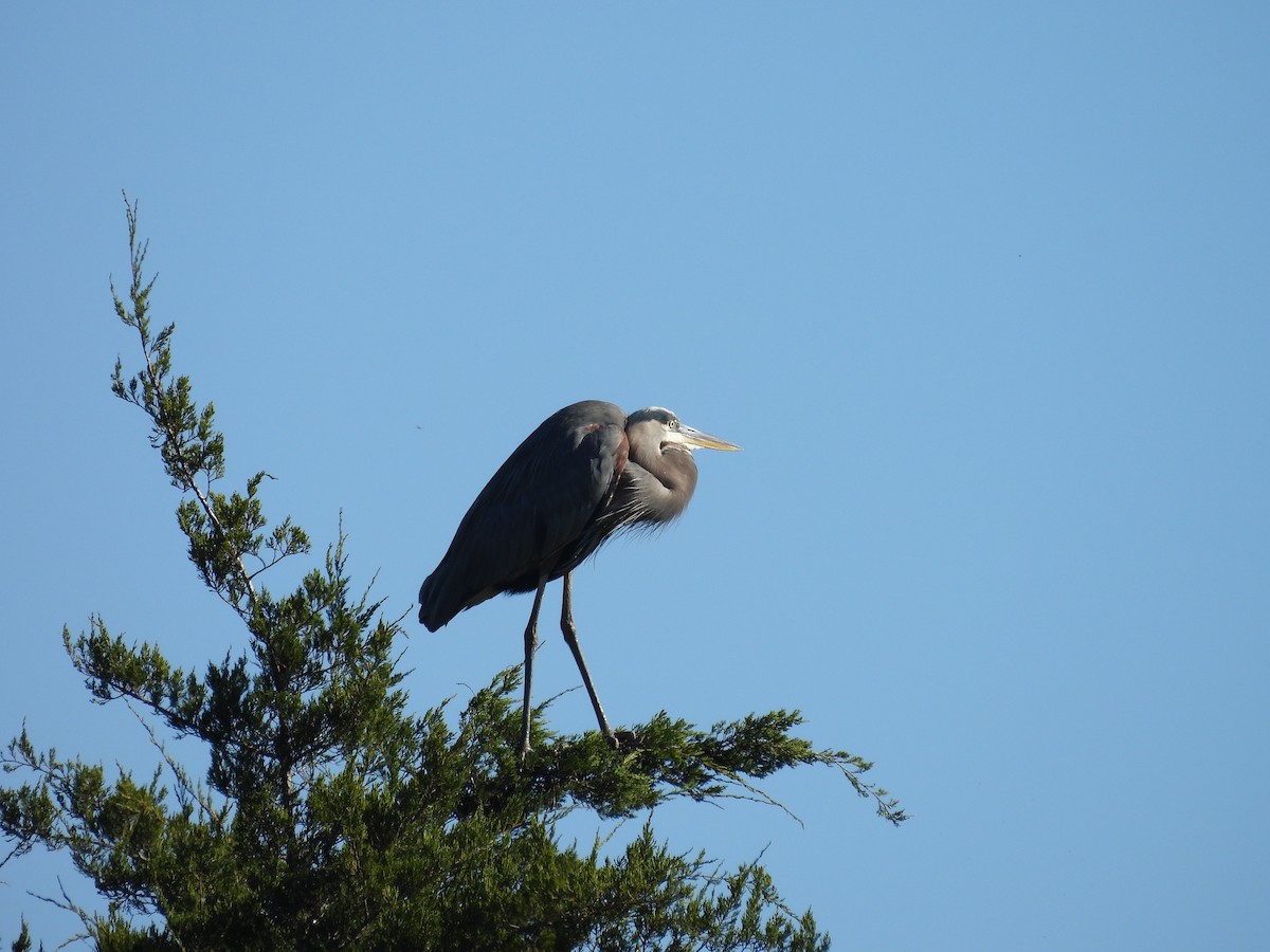 Great Blue Heron - ML625339800