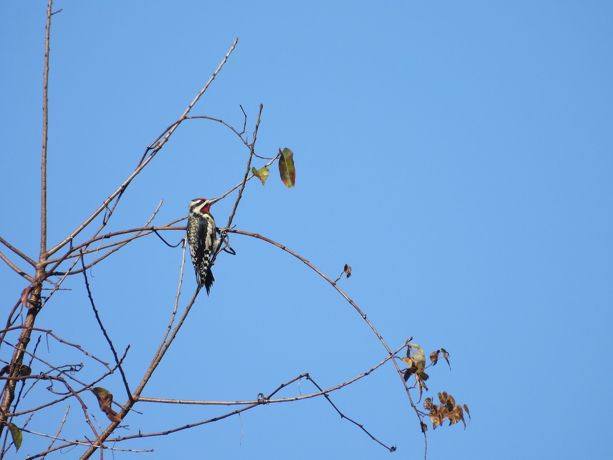 Yellow-bellied Sapsucker - ML625339803