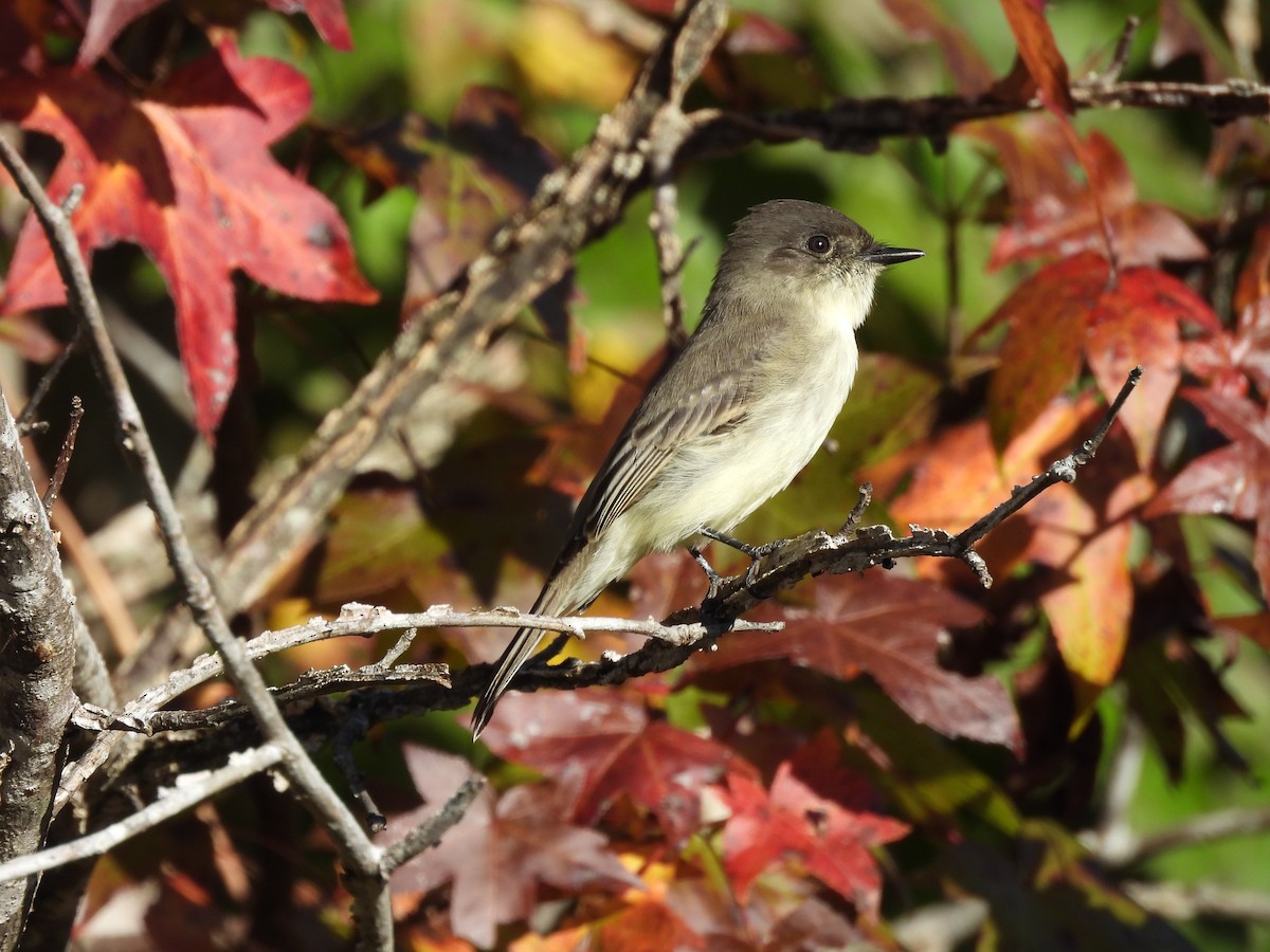 Eastern Phoebe - ML625339812