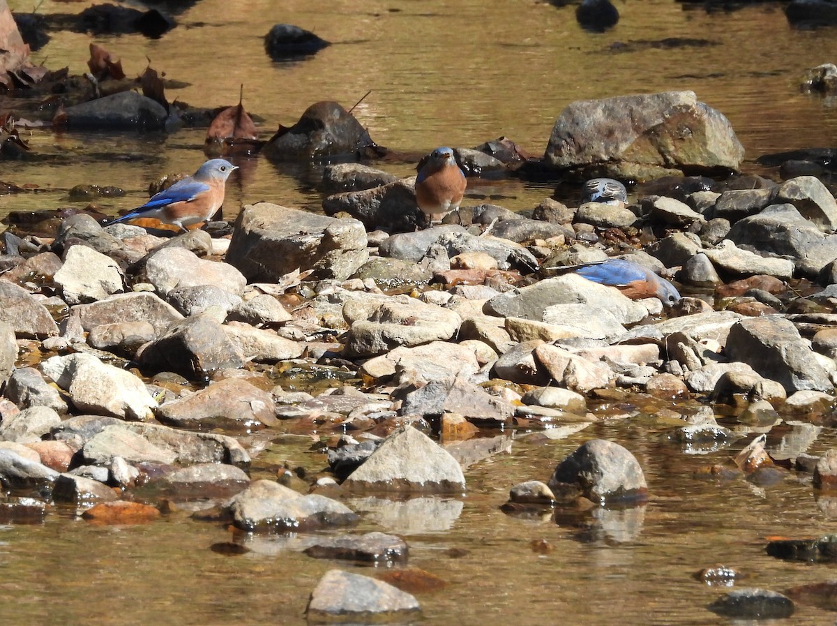 Eastern Bluebird - ML625339819