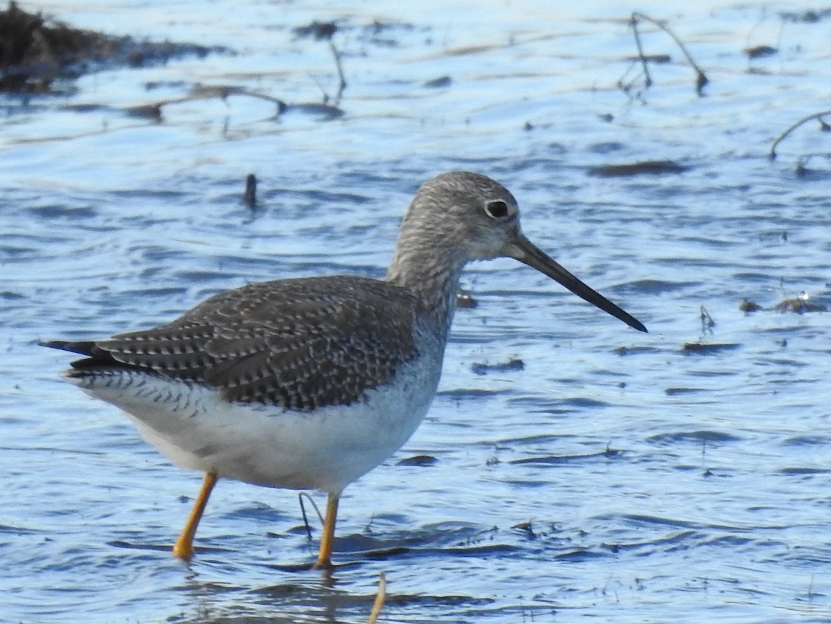 Lesser/Greater Yellowlegs - ML625339869