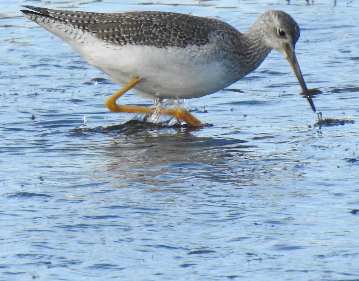 Lesser/Greater Yellowlegs - ML625339870