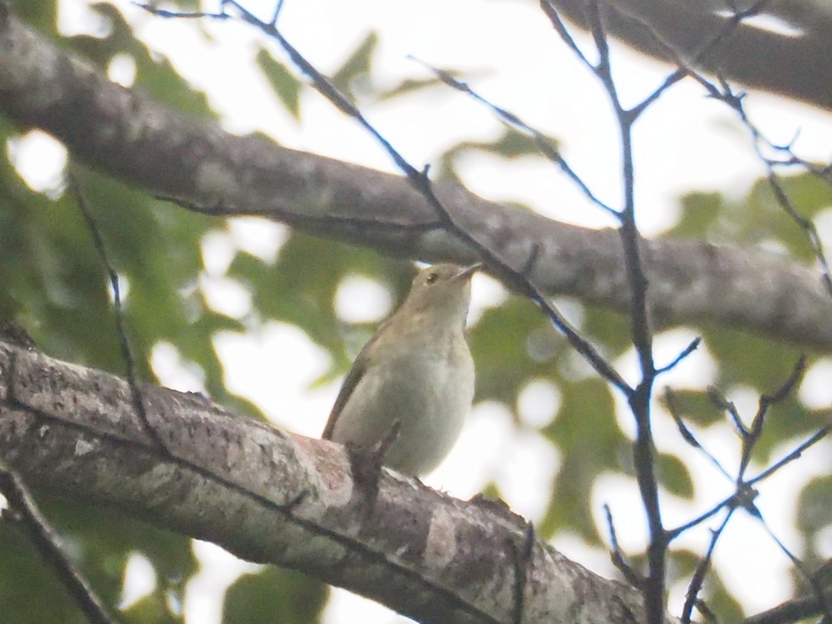 Narcissus Flycatcher - ML625339978