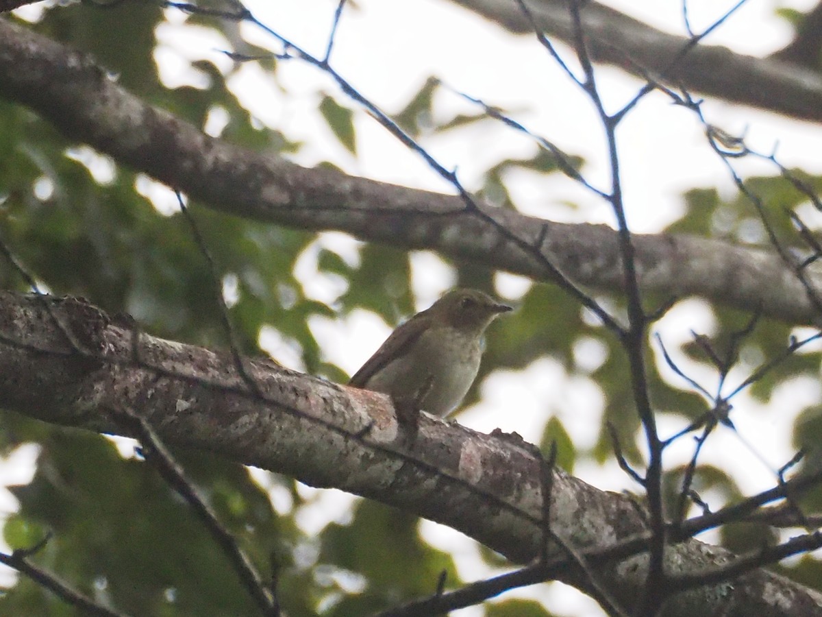 Narcissus Flycatcher - ML625339979