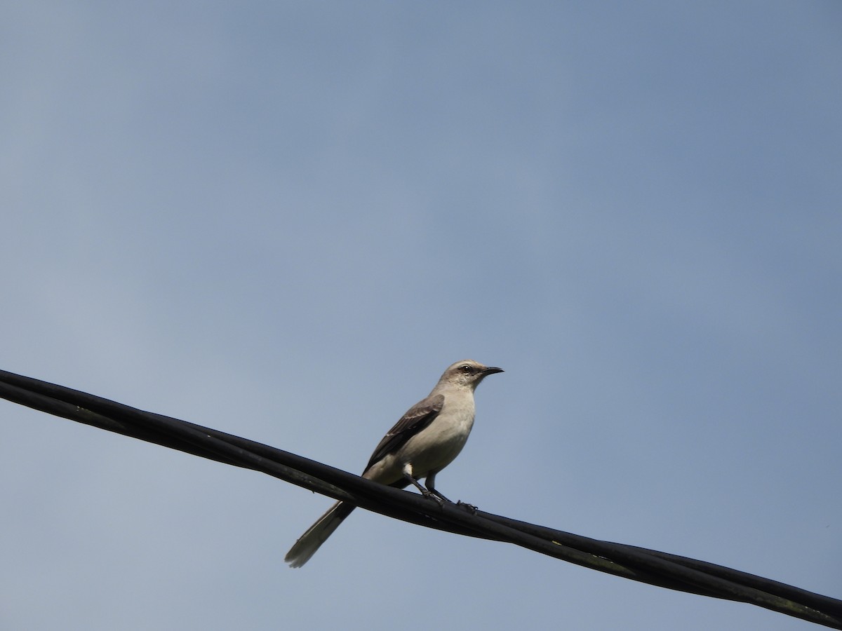 Tropical Mockingbird - Wilson Ortega