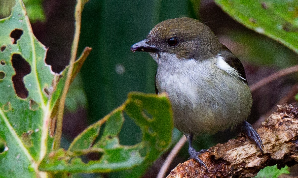 Flame-crowned Flowerpecker - ML625340588