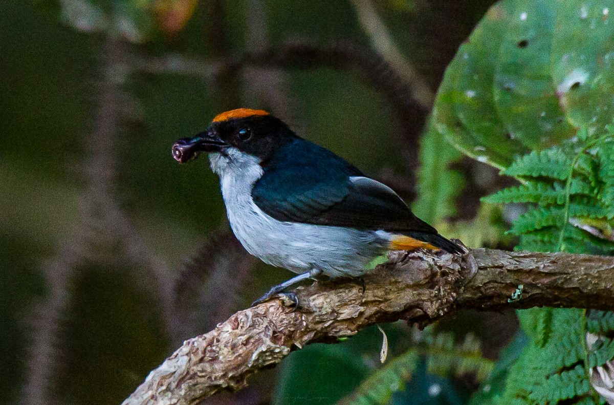 Flame-crowned Flowerpecker - ML625340589