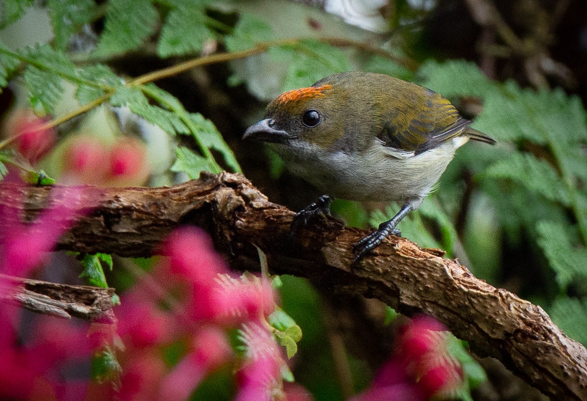 Flame-crowned Flowerpecker - ML625340603