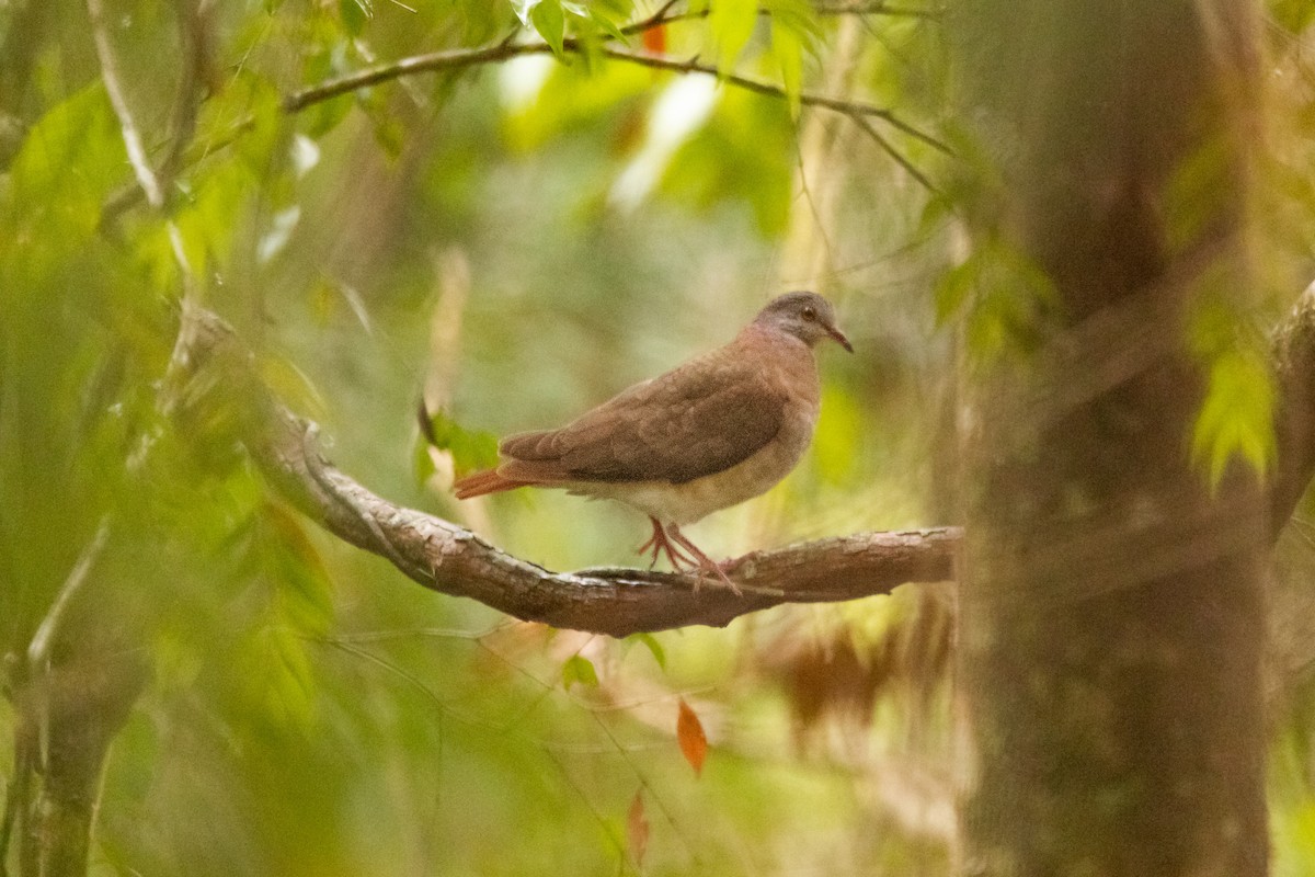 Violaceous Quail-Dove - ML625340655