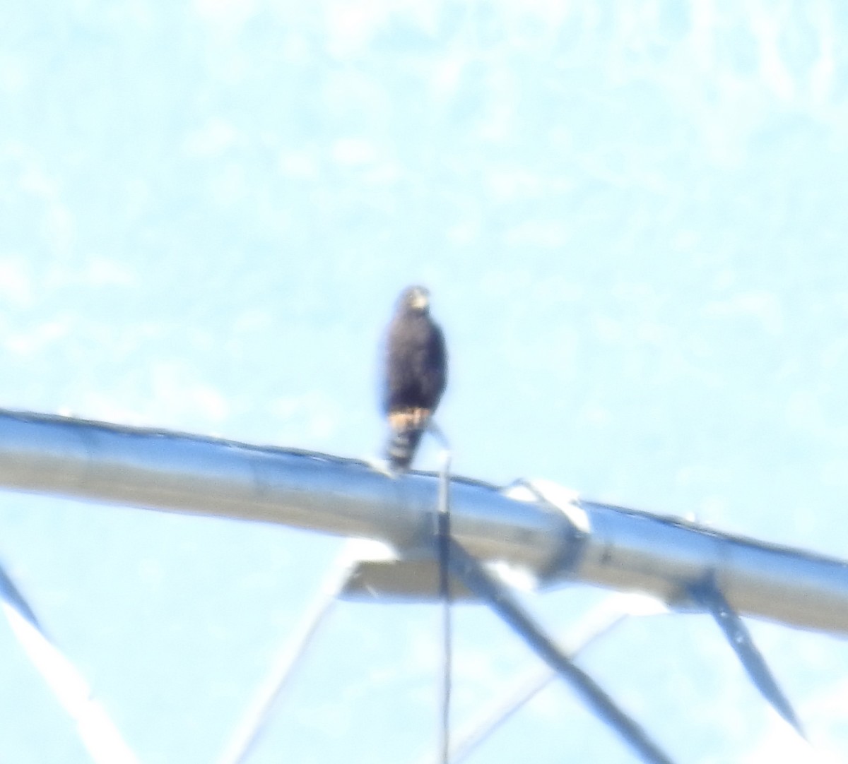 Zone-tailed Hawk - ML625340680