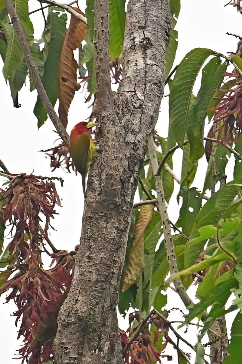 Scarlet-hooded Barbet - ML625340688