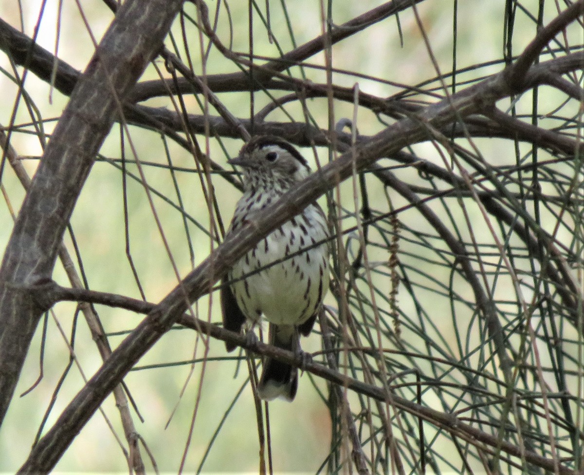 Speckled Warbler - ML625340690