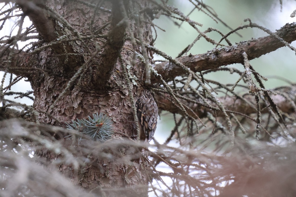 Brown Creeper - ML625340691