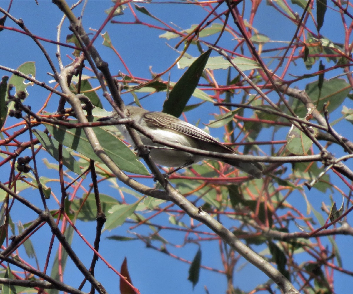 Western Gerygone - ML625340704