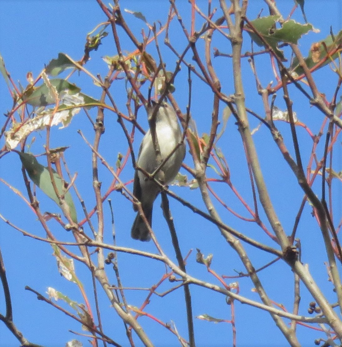 Western Gerygone - ML625340705