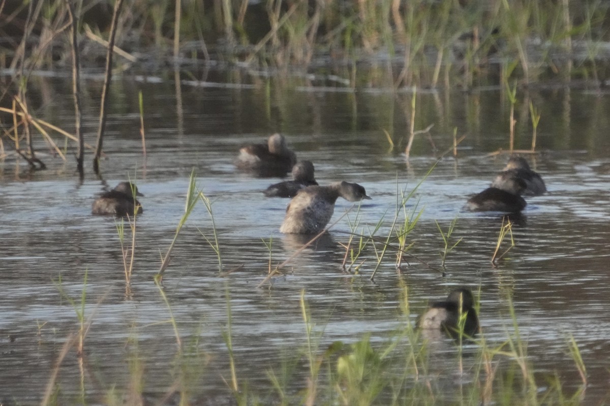 Least Grebe - ML625340749