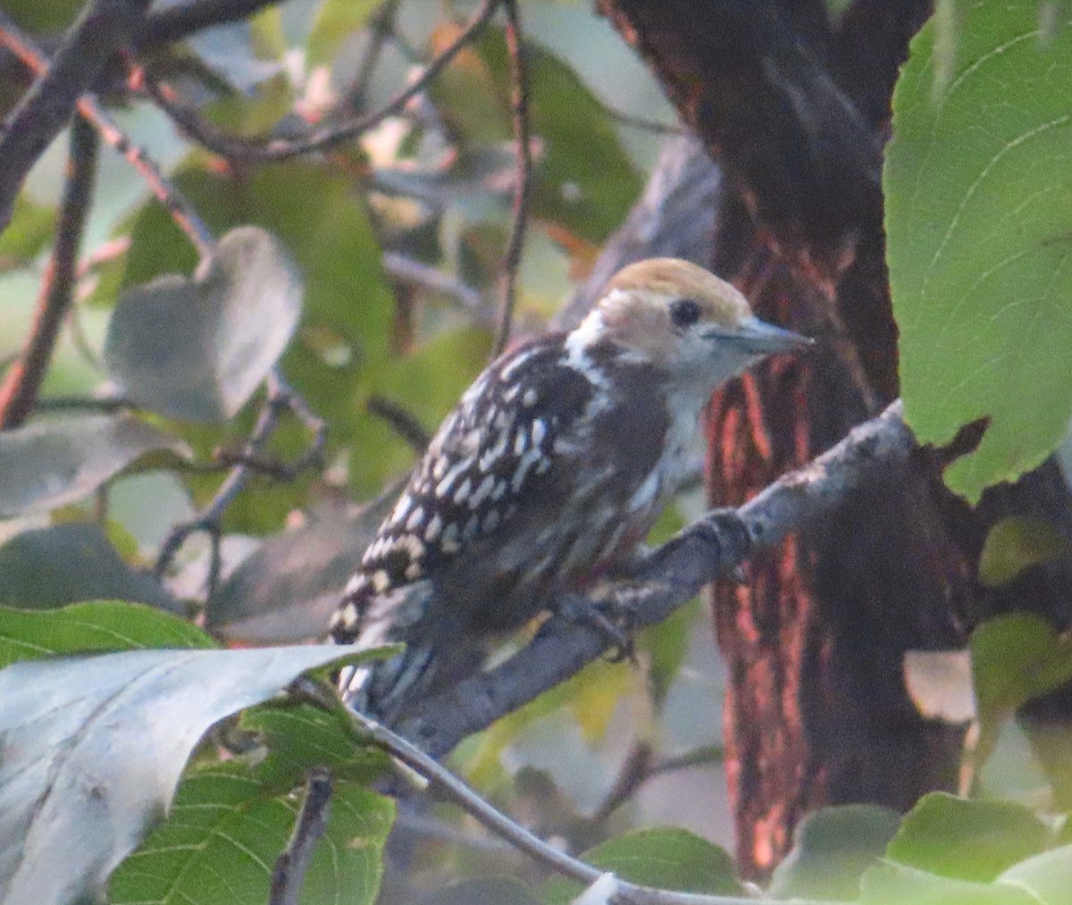 Brown-capped Pygmy Woodpecker - ML625340846