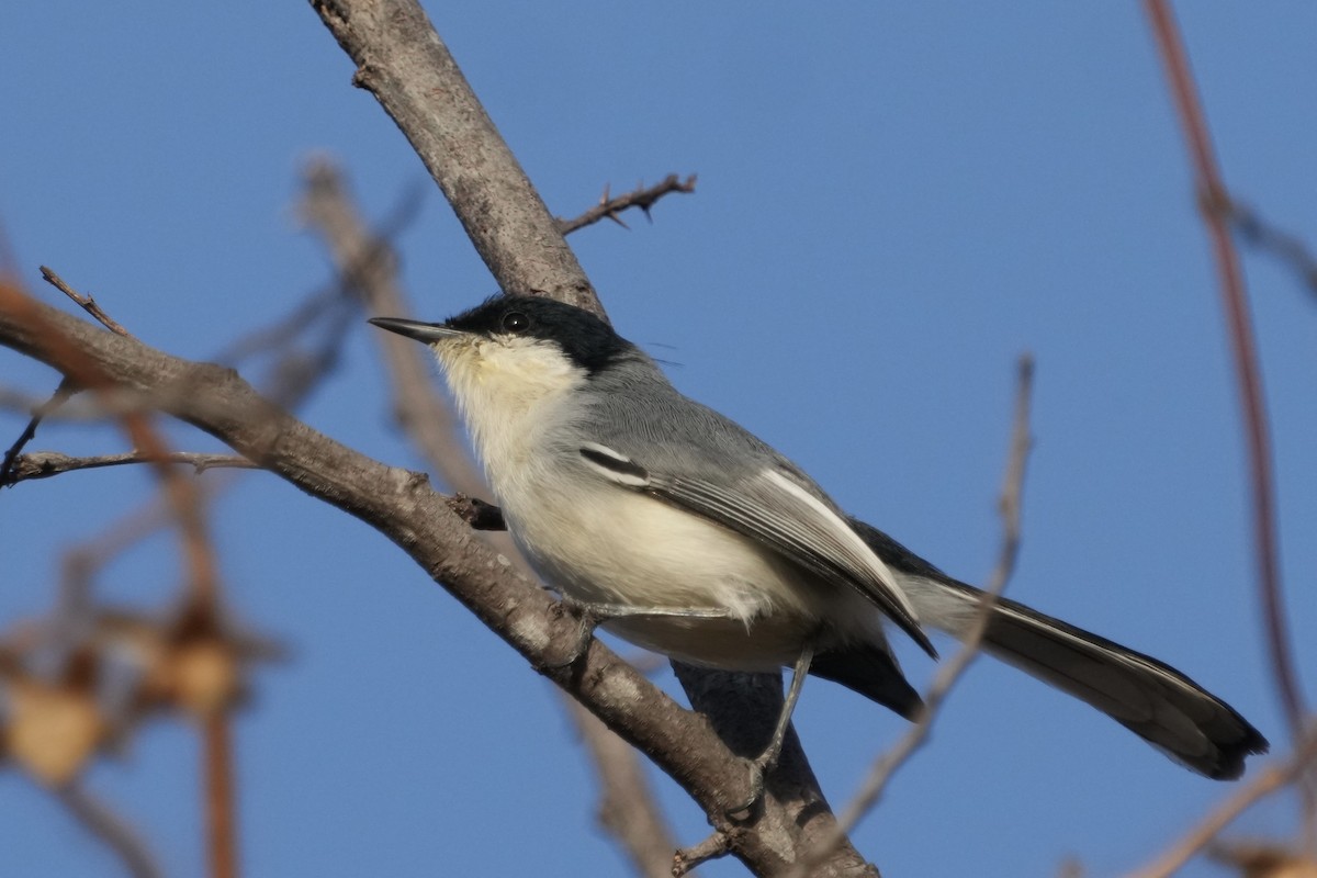 Tropical Gnatcatcher - ML625340948