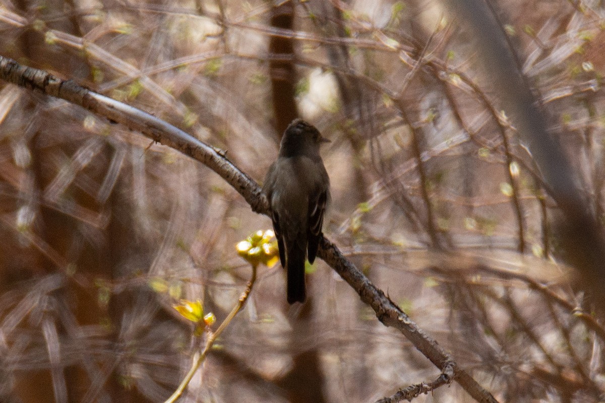 Western Wood-Pewee - ML625341042