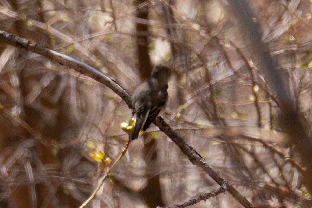 Western Wood-Pewee - ML625341043