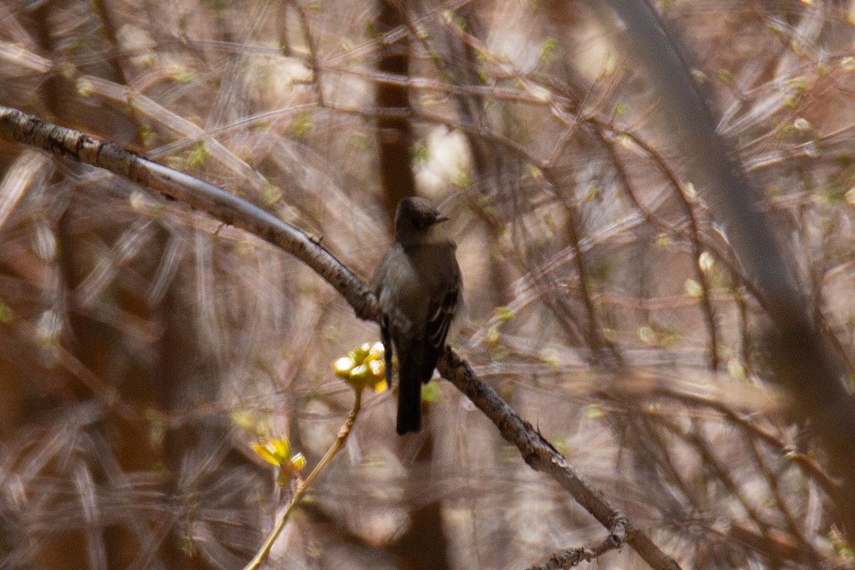 Western Wood-Pewee - ML625341044