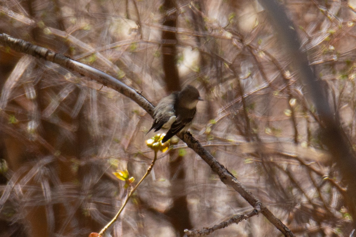 Western Wood-Pewee - ML625341045