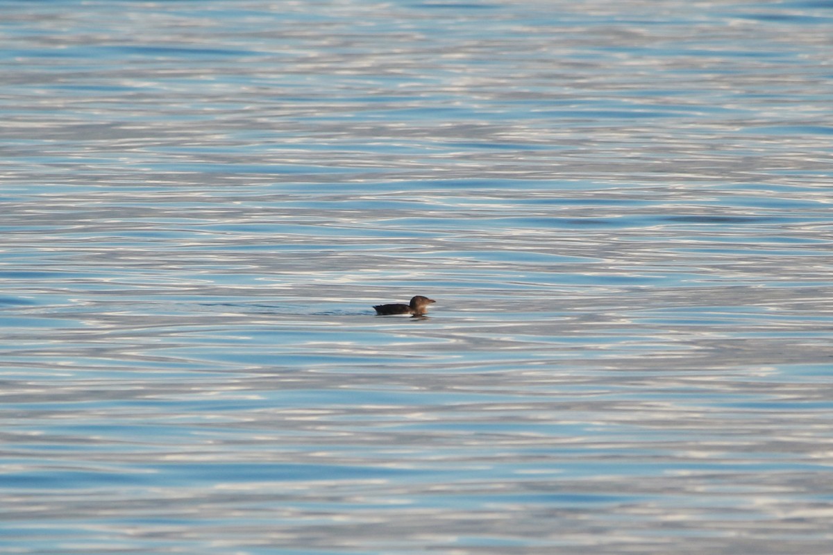 Rhinoceros Auklet - ML625341067